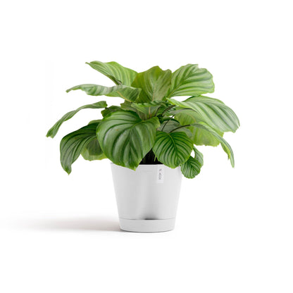 Kukkaruukku Venetsia 2.0 30cm valkoinen – kasvin kanssa