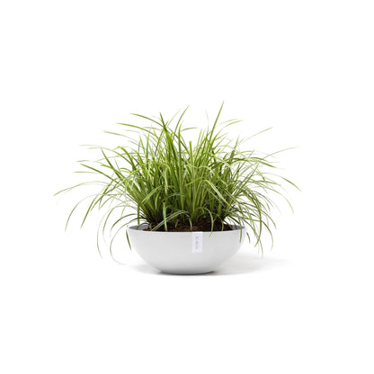 Kukkaruukku Vienna 50cm valkoinen – kasvin kanssa