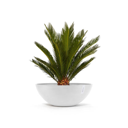 Kukkaruukku Vienna 70cm valkoinen – kasvin kanssa