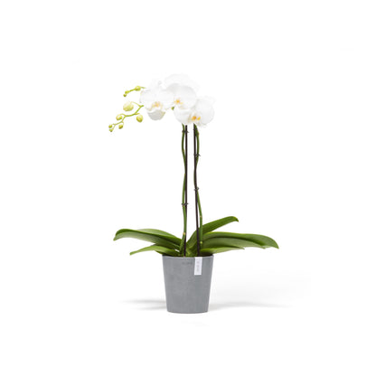 Kukkaruukku Morinda 14cm siniharmaa – kasvin kanssa
