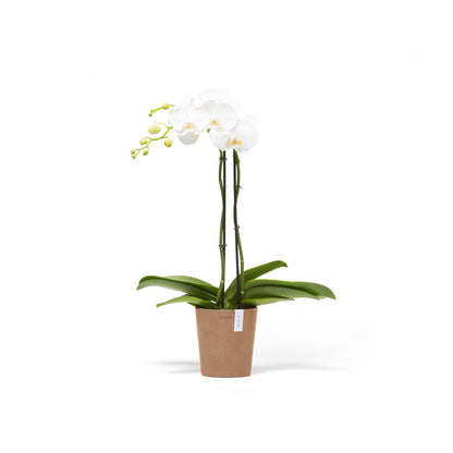 Kukkaruukku Morinda 14cm terracotta – kasvin kanssa