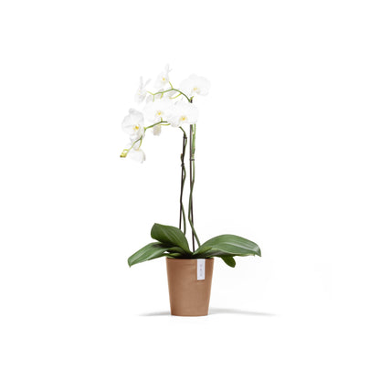 Kukkaruukku Morinda 17cm terracotta – kasvin kanssa