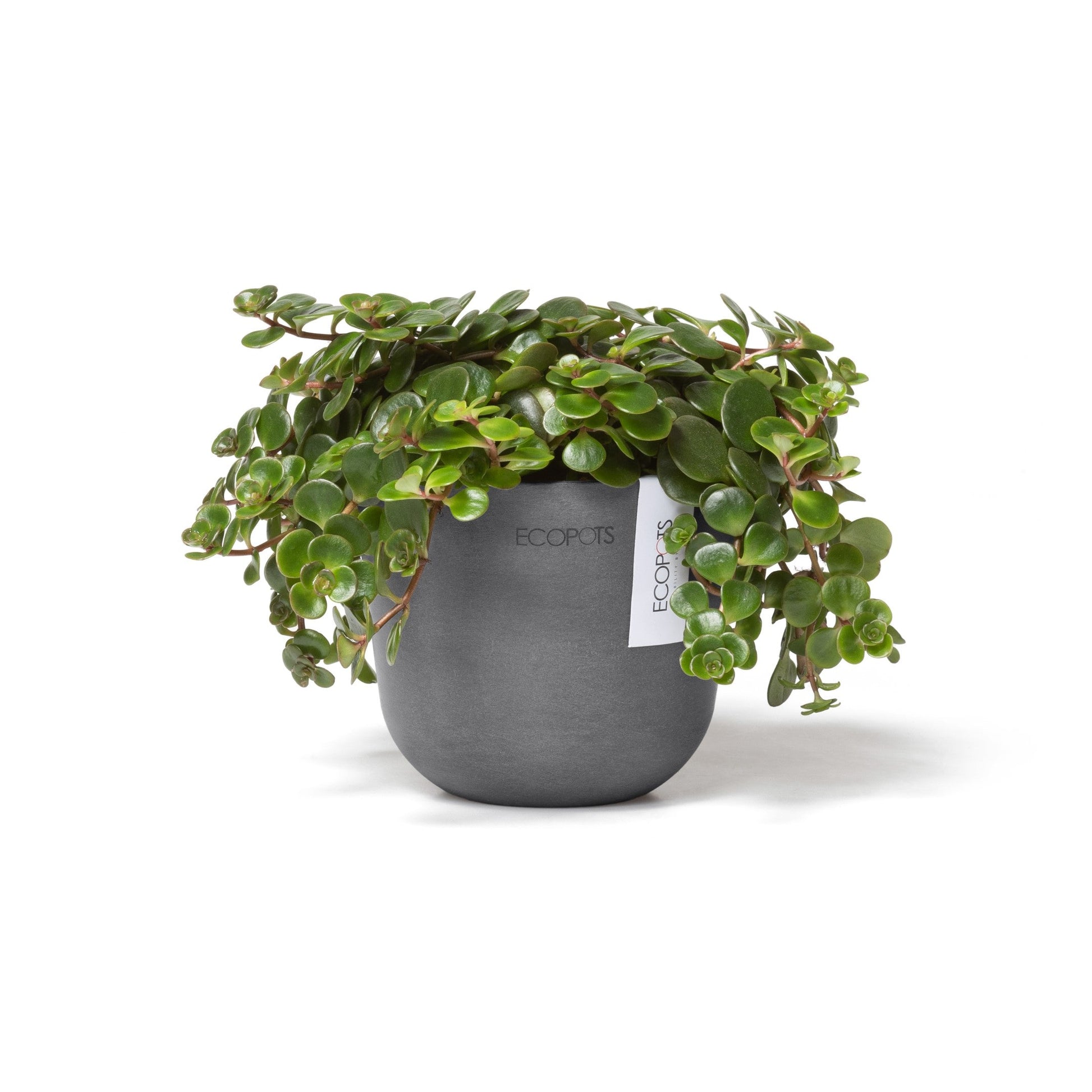 Kukkaruukku - Ecopots - Oslo 11,5cm harmaa - Ecopotskauppa - Uuden aikakauden kukkaruukku