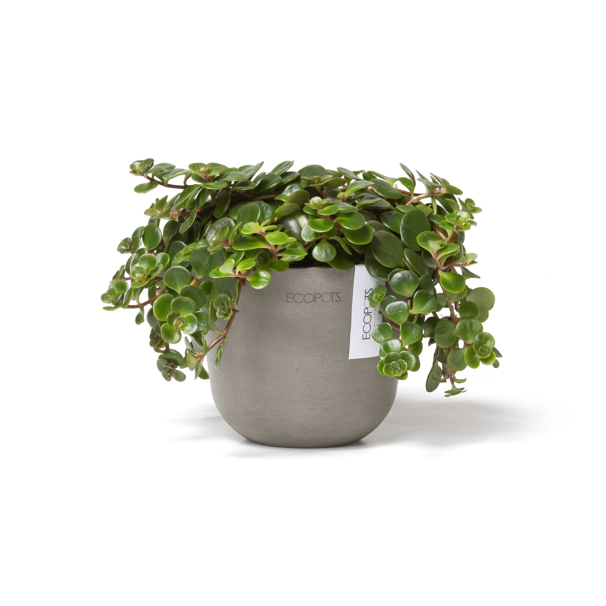 Kukkaruukku - Ecopots - Oslo 11,5cm taupe - Ecopotskauppa - Uuden aikakauden kukkaruukku