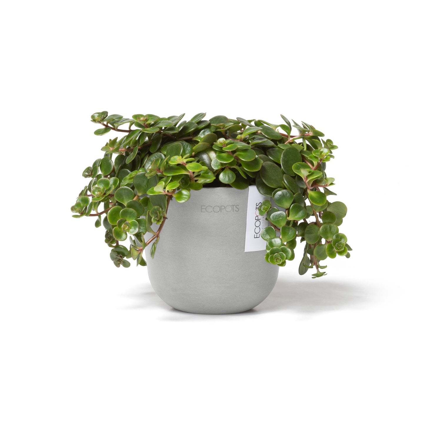 Kukkaruukku - Ecopots - Oslo 11,5cm valkoharmaa - Ecopotskauppa - Uuden aikakauden kukkaruukku