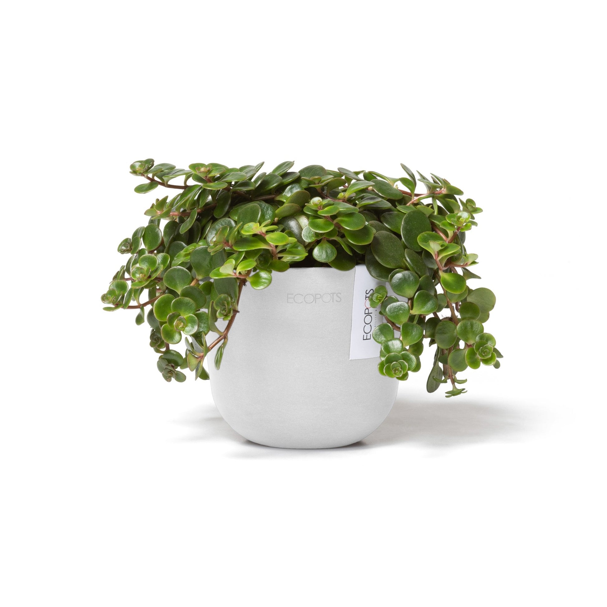 Kukkaruukku - Ecopots - Oslo 11,5cm valkoinen - Ecopotskauppa - Uuden aikakauden kukkaruukku