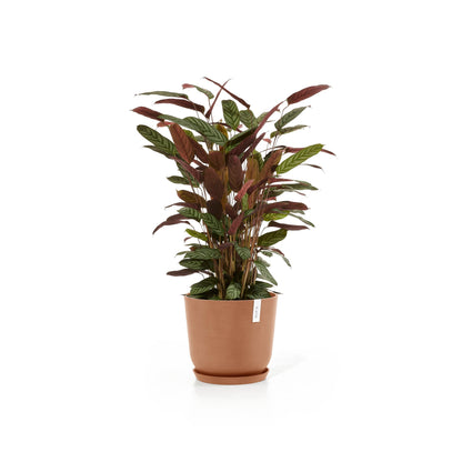Kukkaruukku Oslo 35cm terracotta – aluslautasen ja kasvin kanssa
