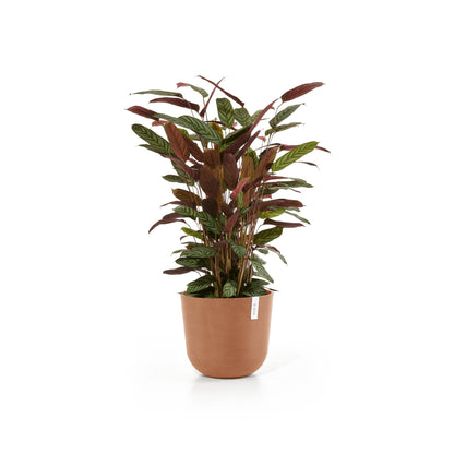 Kukkaruukku Oslo 35cm terracotta – kasvin kanssa