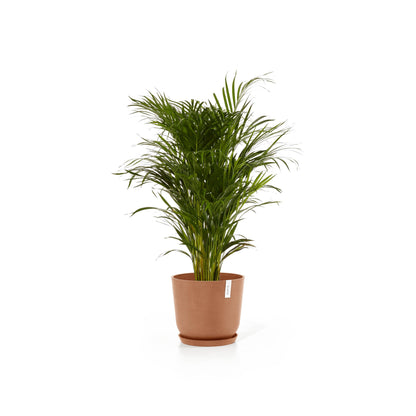 Kukkaruukku Oslo 35cm terracotta – aluslautasen ja kasvin kanssa 2
