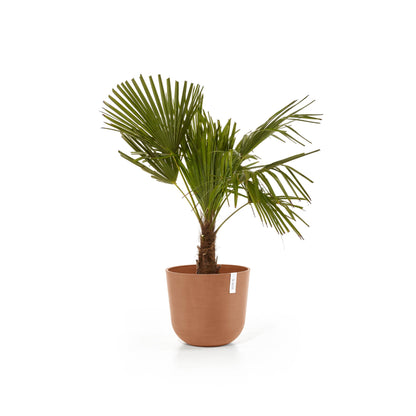 Kukkaruukku Oslo 35cm terracotta – kasvin kanssa 3