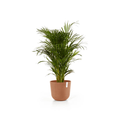 Kukkaruukku Oslo 35cm terracotta – kasvin kanssa 2
