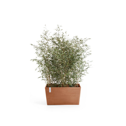 Kukkaruukku Pariisi 60cm terracotta – kasvin kanssa