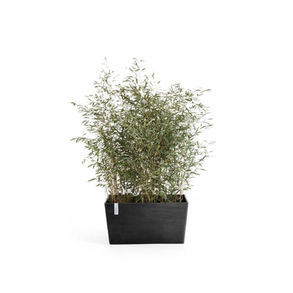 Kukkaruukku Pariisi 80cm tummanharmaa – kasvin kanssa