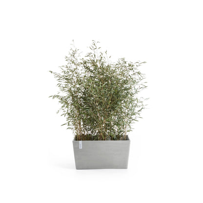 Kukkaruukku Pariisi 80cm valkoharmaa – kasvin kanssa