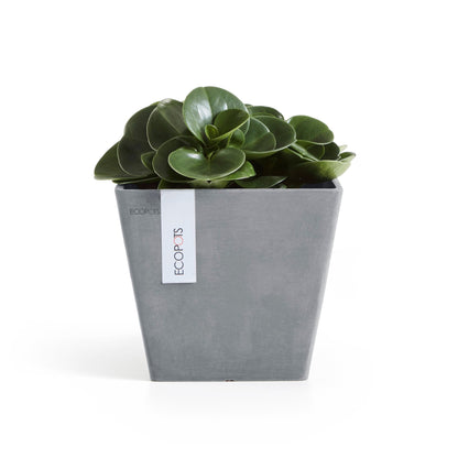 Kukkaruukku Rotterdam 20cm siniharmaa – kasvin kanssa