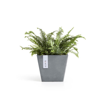 Kukkaruukku Rotterdam 20cm siniharmaa – kasvin kanssa 2
