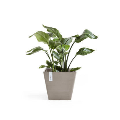 Kukkaruukku Rotterdam 30cm taupe – kasvin kanssa 2