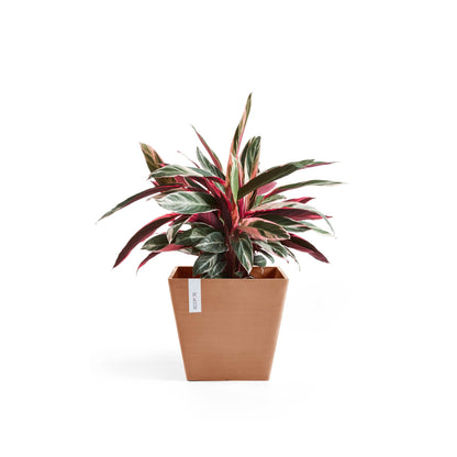 Kukkaruukku Rotterdam 30cm terracotta – kasvin kanssa