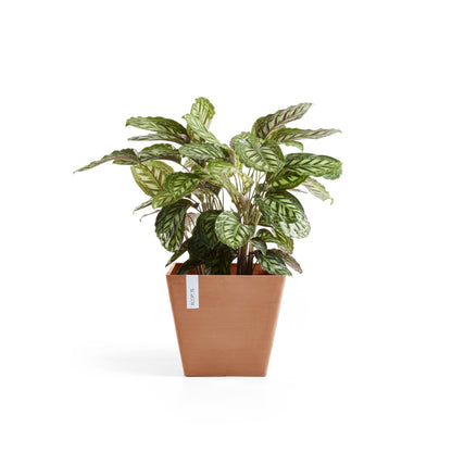 Kukkaruukku Rotterdam 30cm terracotta – kasvin kanssa 3