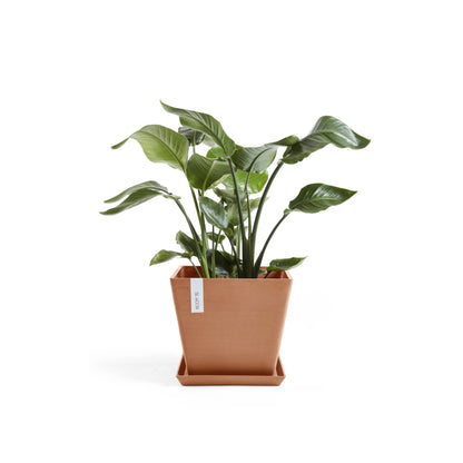 Kukkaruukku Rotterdam 30cm terracotta – aluslautasen ja kasvin kanssa