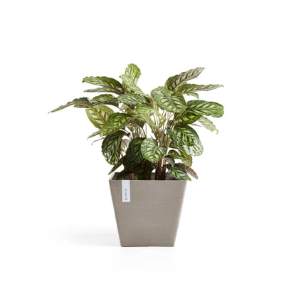 Kukkaruukku Rotterdam 50cm taupe – kasvin kanssa