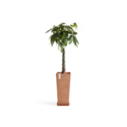 Kukkaruukku Rotterdam korkea 70cm terracotta – aluslautasen ja kasvin kanssa 3