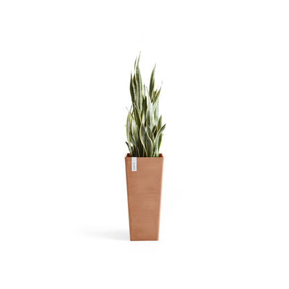 Kukkaruukku Rotterdam korkea 70cm terracotta – kasvin kanssa