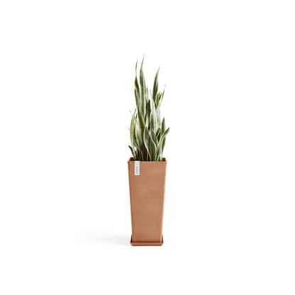 Kukkaruukku Rotterdam korkea 70cm terracotta – aluslautasen ja kasvin kanssa