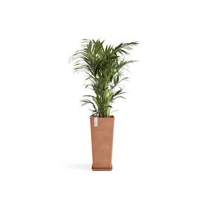 Kukkaruukku Rotterdam korkea 70cm terracotta – aluslautasen ja kasvin kanssa 2