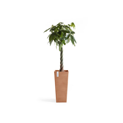 Kukkaruukku Rotterdam korkea 70cm terracotta – kasvin kanssa 3
