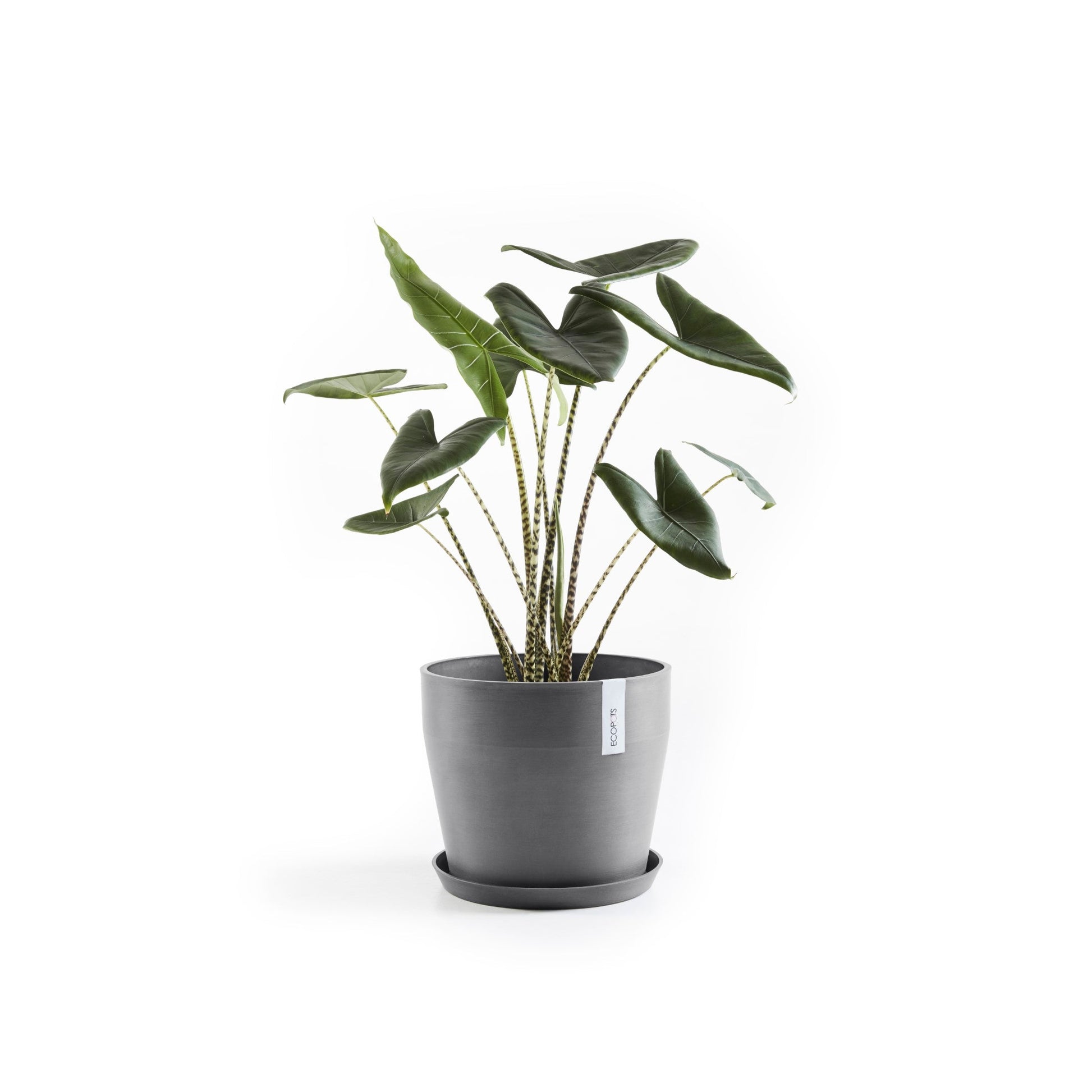 Kukkaruukku - Ecopots - Sankara 40cm harmaa - Ecopotskauppa - Uuden aikakauden kukkaruukku