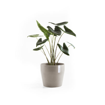 Kukkaruukku Sankara 40cm taupe – kasvin kanssa 2