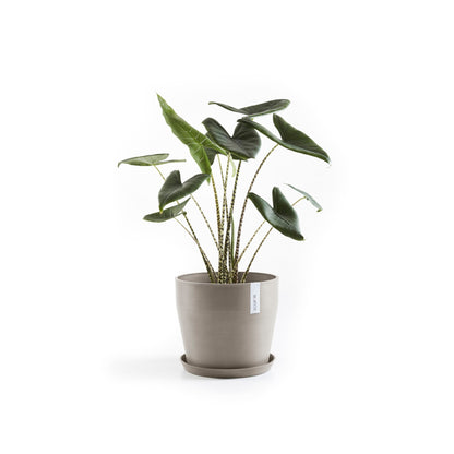 Kukkaruukku Sankara 40cm taupe – aluslautasen ja kasvin kanssa