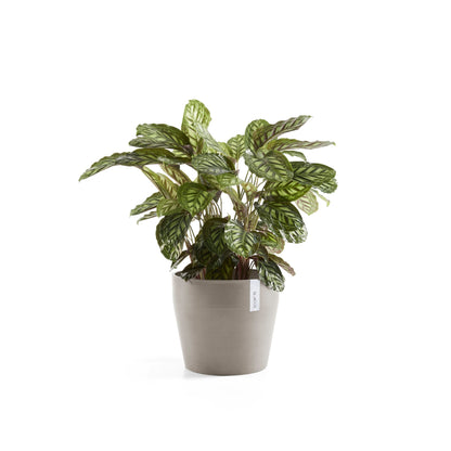 Kukkaruukku Sankara 40cm taupe – kasvin kanssa 3