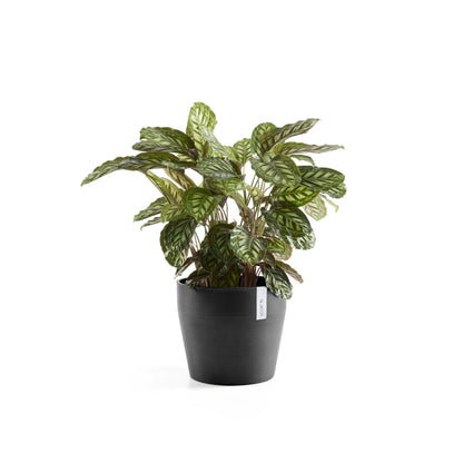 Kukkaruukku Sankara 40cm tummanharmaa – kasvin kanssa 3