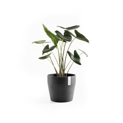 Kukkaruukku Sankara 40cm tummanharmaa – kasvin kanssa 2