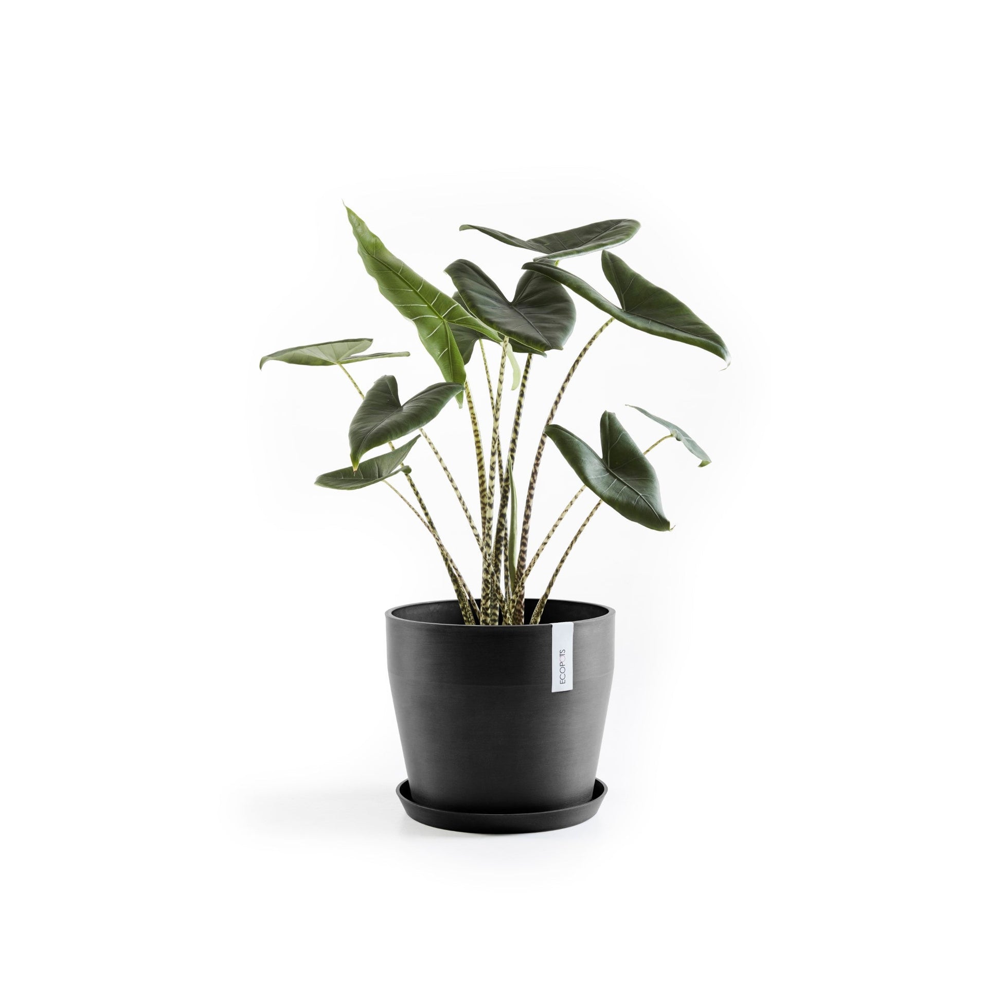 Kukkaruukku - Ecopots - Sankara 40cm tummanharmaa - Ecopotskauppa - Uuden aikakauden kukkaruukku