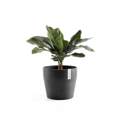 Kukkaruukku Sankara 40cm tummanharmaa – kasvin kanssa