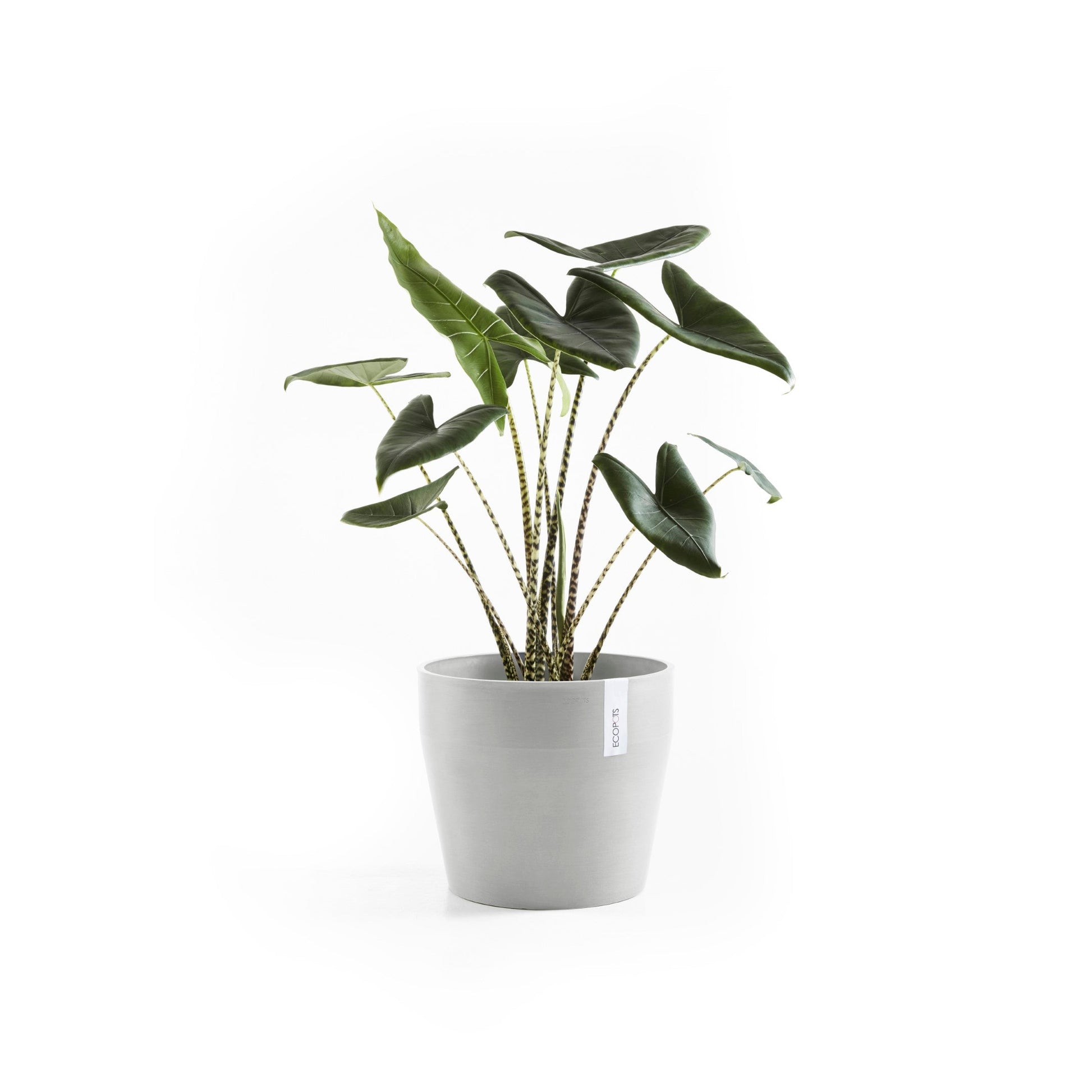 Kukkaruukku - Ecopots - Sankara 40cm valkoharmaa - Ecopotskauppa - Uuden aikakauden kukkaruukku