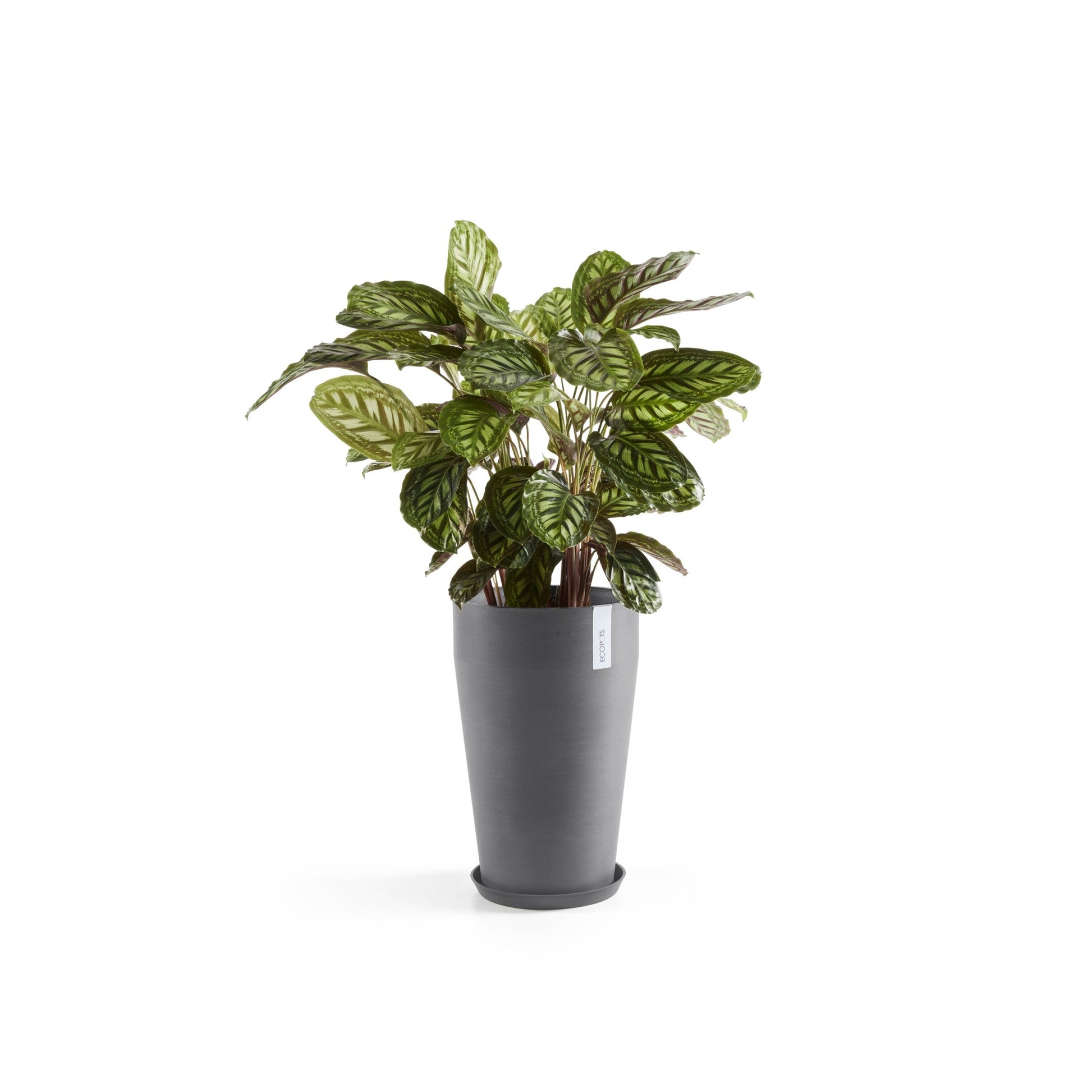 Kukkaruukku - Ecopots - Sankara keskikorkea 55cm harmaa - Ecopotskauppa - Uuden aikakauden kukkaruukku