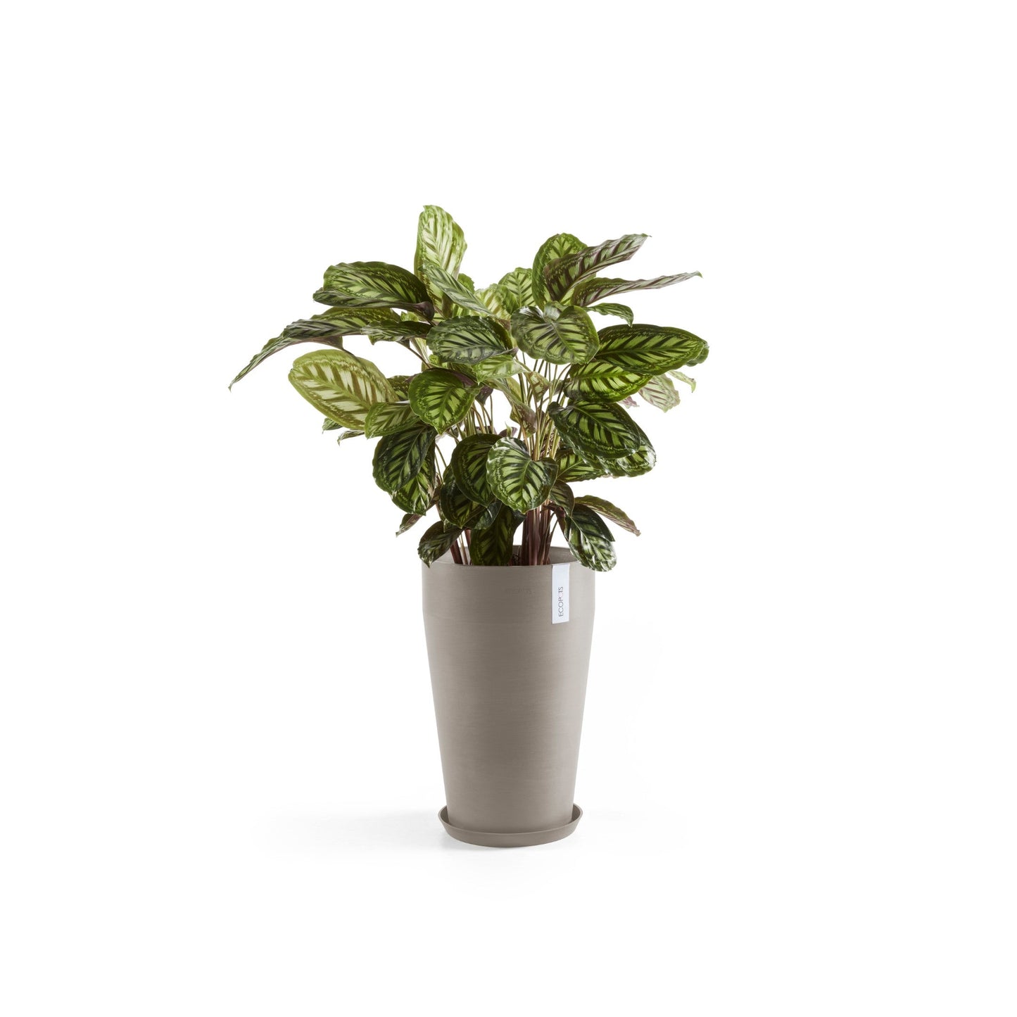 Kukkaruukku - Ecopots - Sankara keskikorkea 55cm taupe - Ecopotskauppa - Uuden aikakauden kukkaruukku