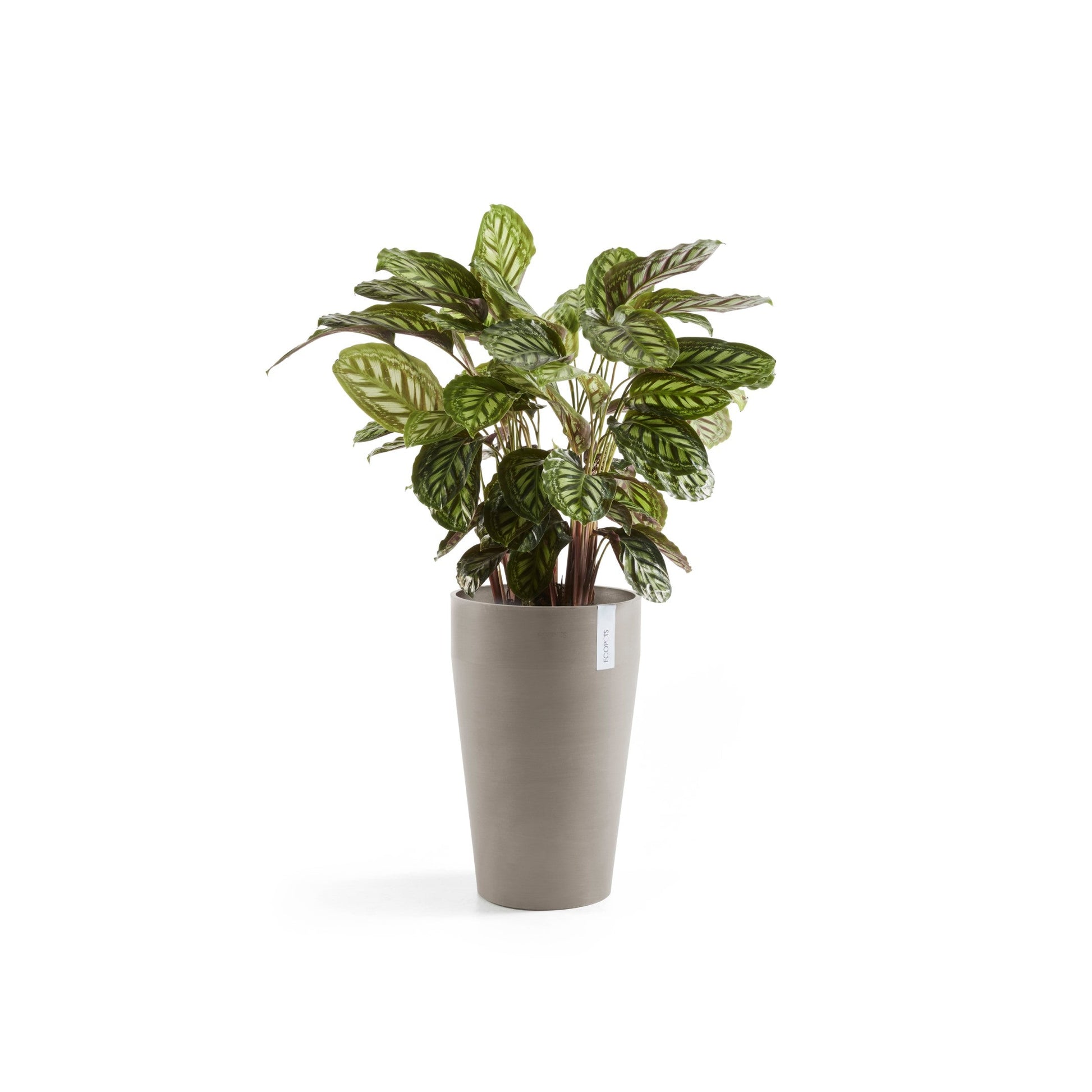 Kukkaruukku - Ecopots - Sankara keskikorkea 55cm taupe - Ecopotskauppa - Uuden aikakauden kukkaruukku