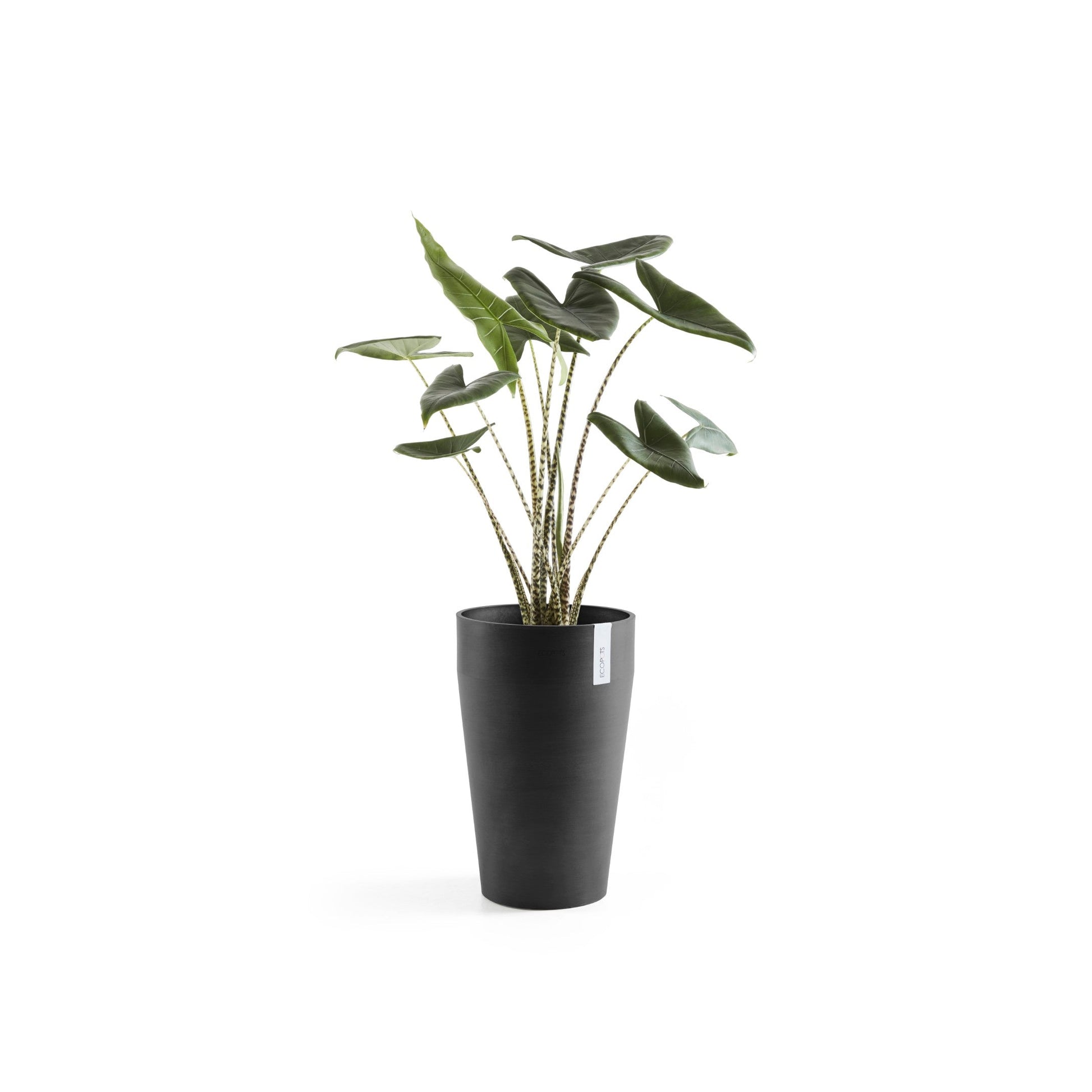 Kukkaruukku - Ecopots - Sankara keskikorkea 55cm tummanharmaa - Ecopotskauppa - Uuden aikakauden kukkaruukku