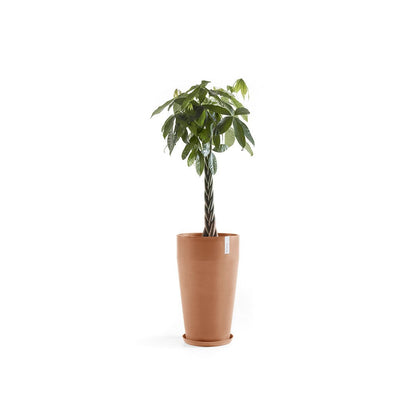 Kukkaruukku Sankara korkea 75cm terracotta – aluslautasen ja kasvin kanssa