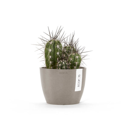 Kukkaruukku Tukholma 16cm taupe – kasvin kanssa 2