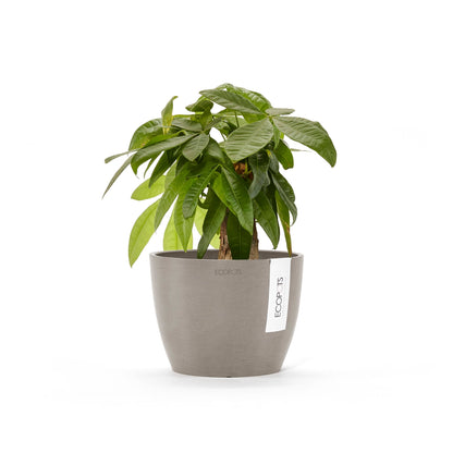Kukkaruukku Tukholma 16cm taupe – kasvin kanssa